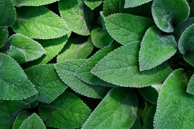 Leaves image demonstrating progressive loading